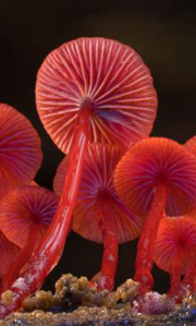 mushrooms